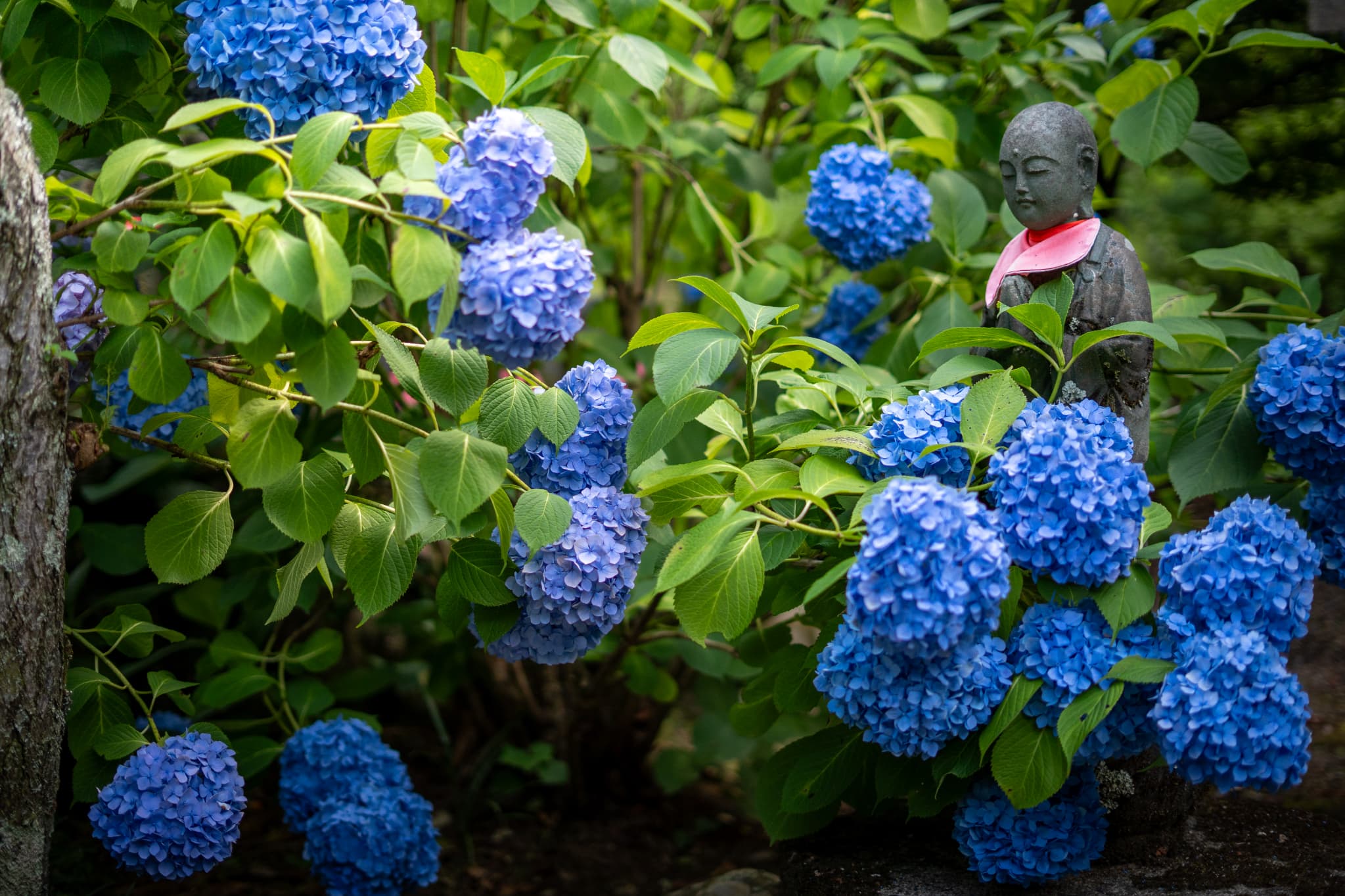 紫陽花画像７
