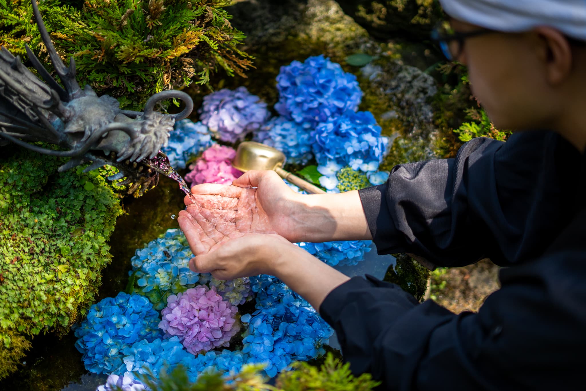 紫陽花画像９