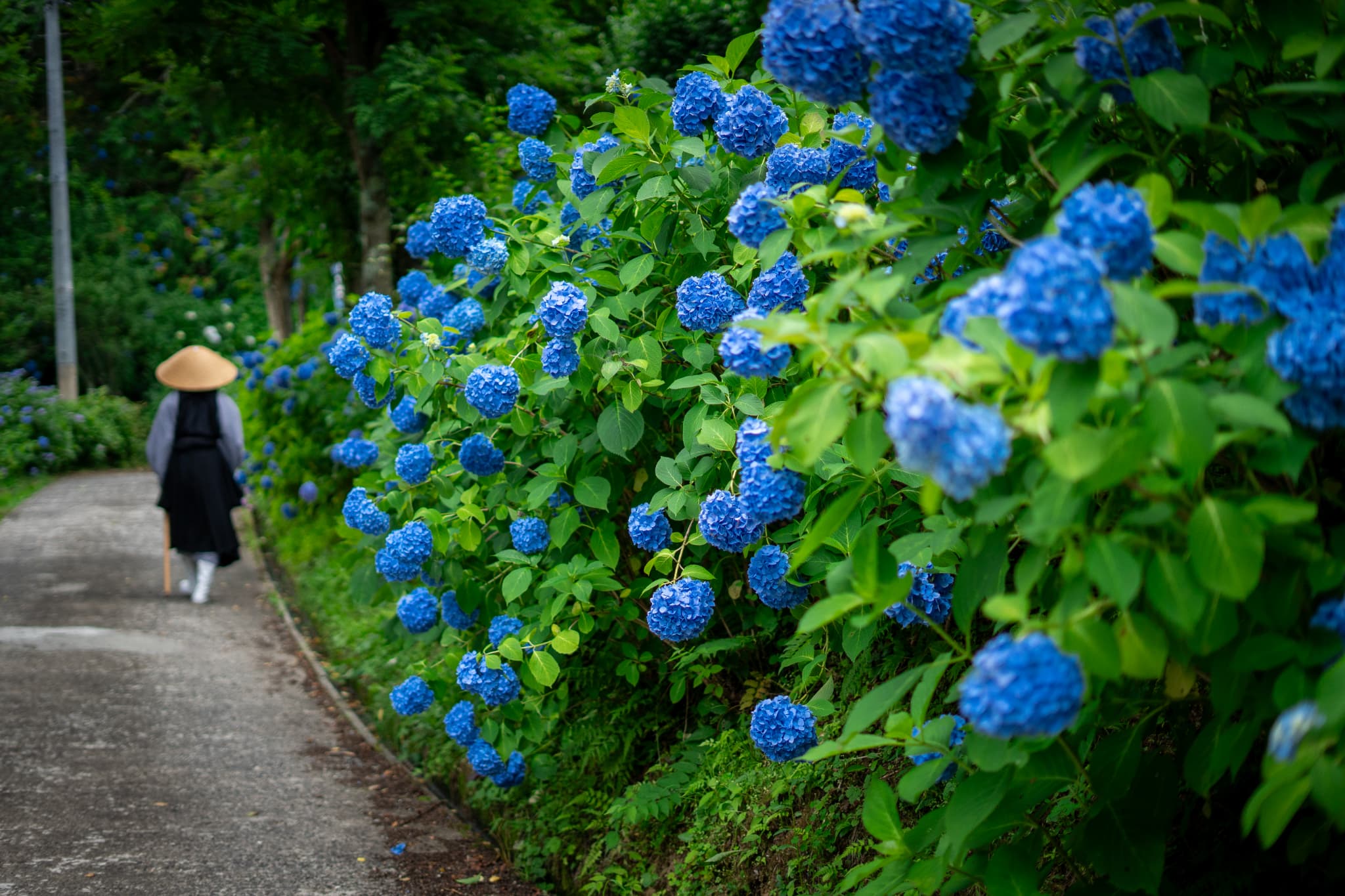 紫陽花画像６