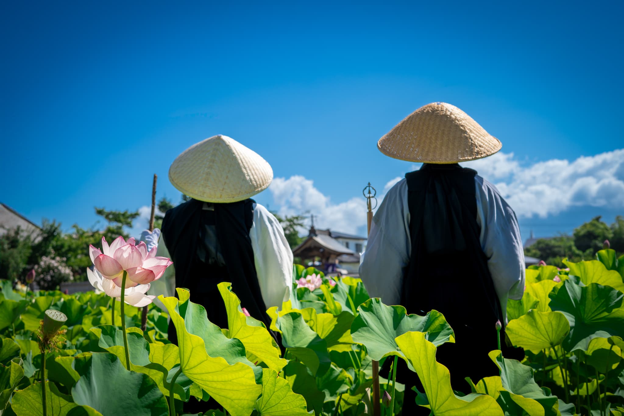 蓮画像７