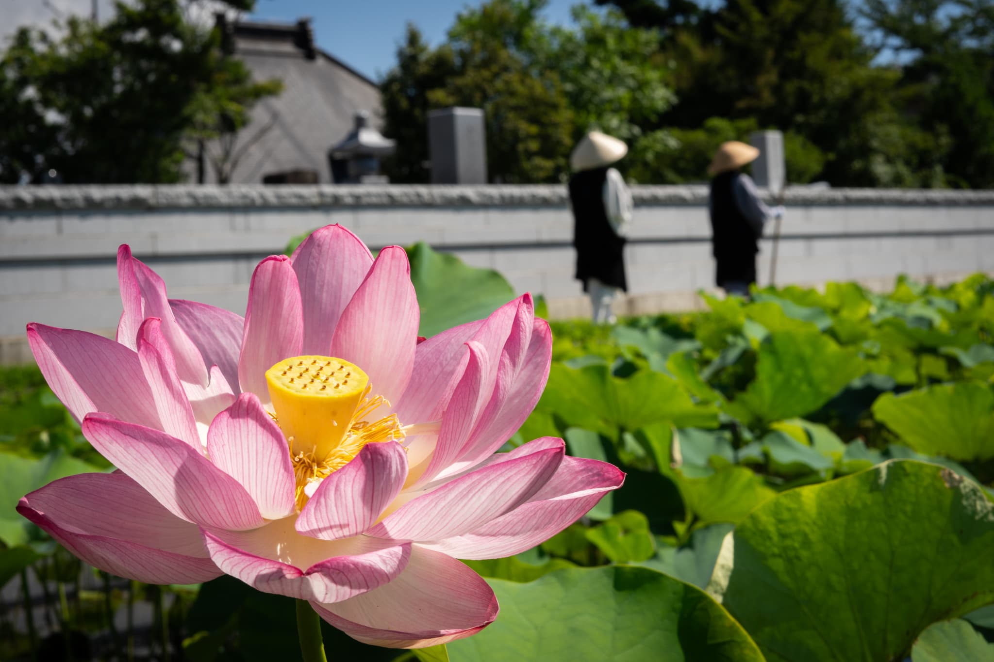 蓮画像１０