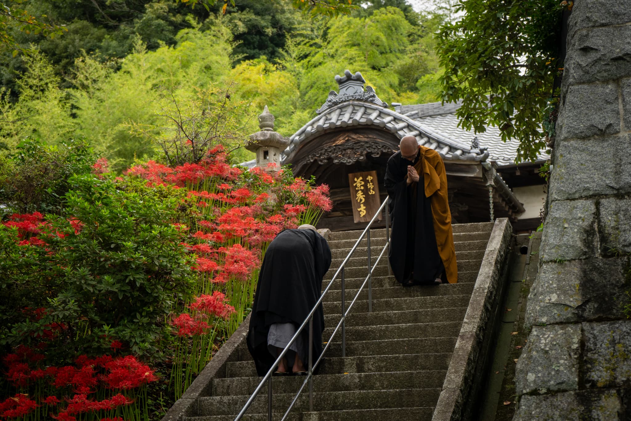 彼岸花画像４