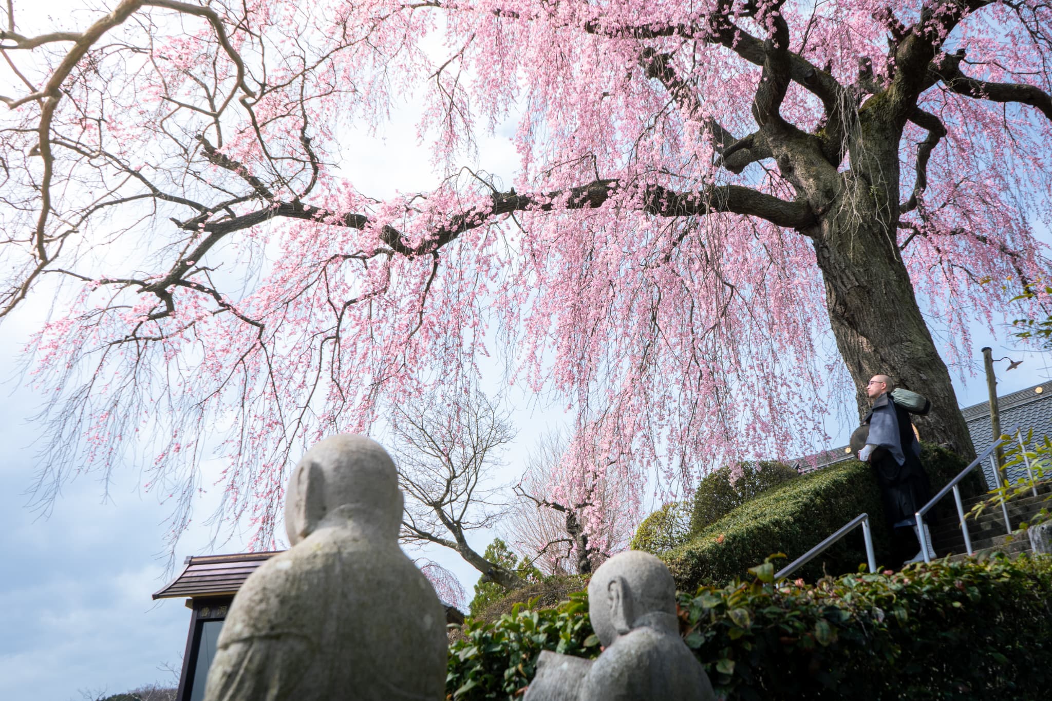 桜画像８