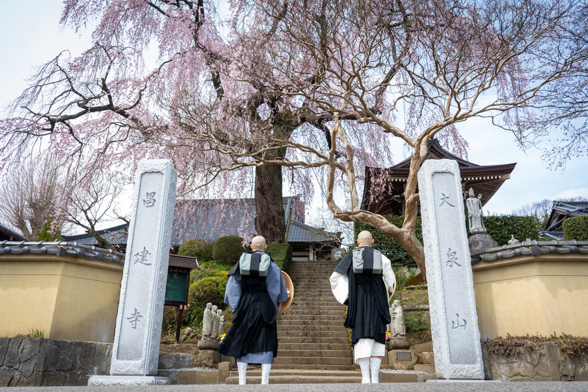 桜画像５