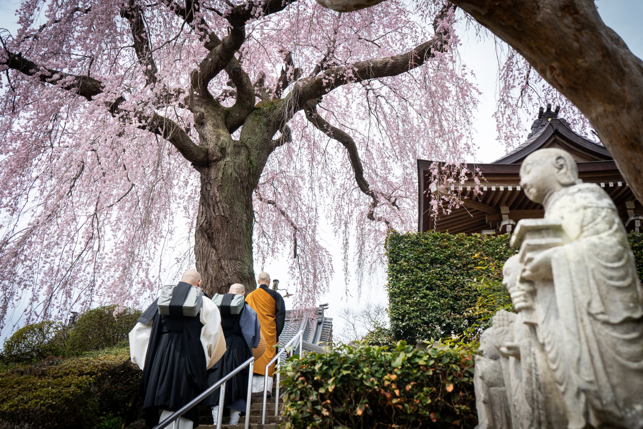 桜画像９