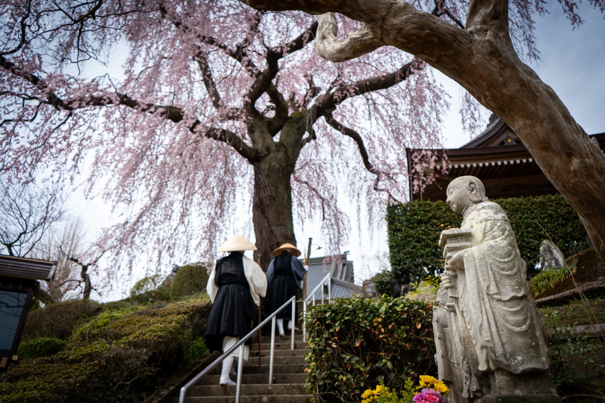 桜画像６
